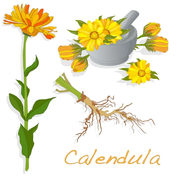 Calendula vektör çizim — Stok Vektör