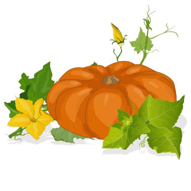 Balkabağı vektör illüstrasyonu