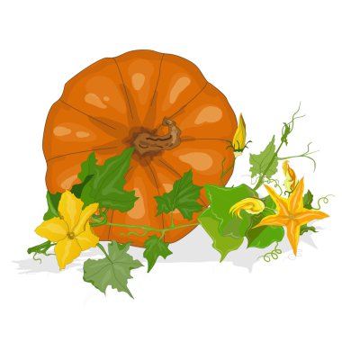 Balkabağı vektör illüstrasyonu