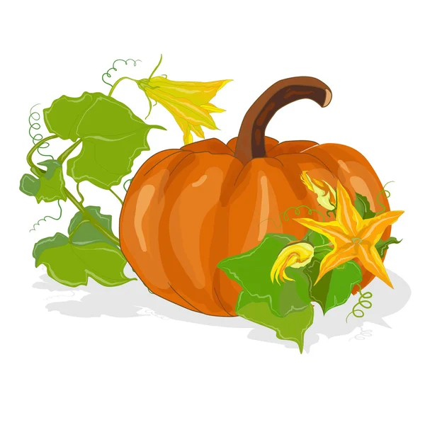 Ilustración del vector de calabaza — Vector de stock