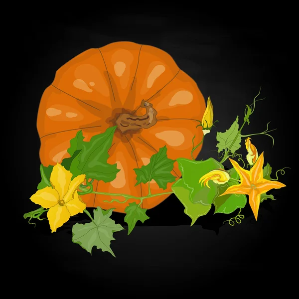 Ilustración del vector de calabaza — Vector de stock