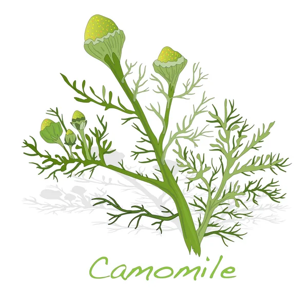 Camomile illustration vector — Stock Vector