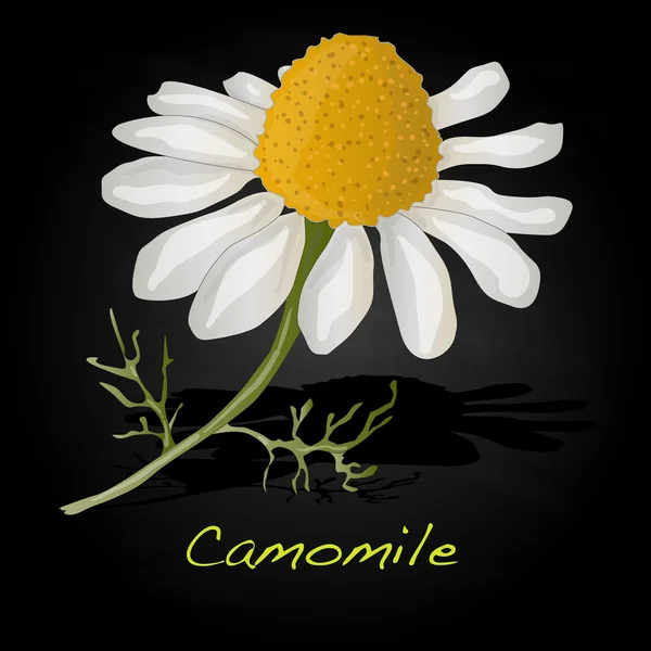 Camomile illustration vektor — Stock vektor