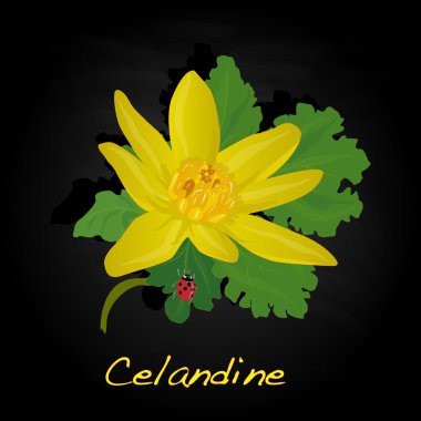 Tıbbi otlar. Kırlangıçotu vektör.