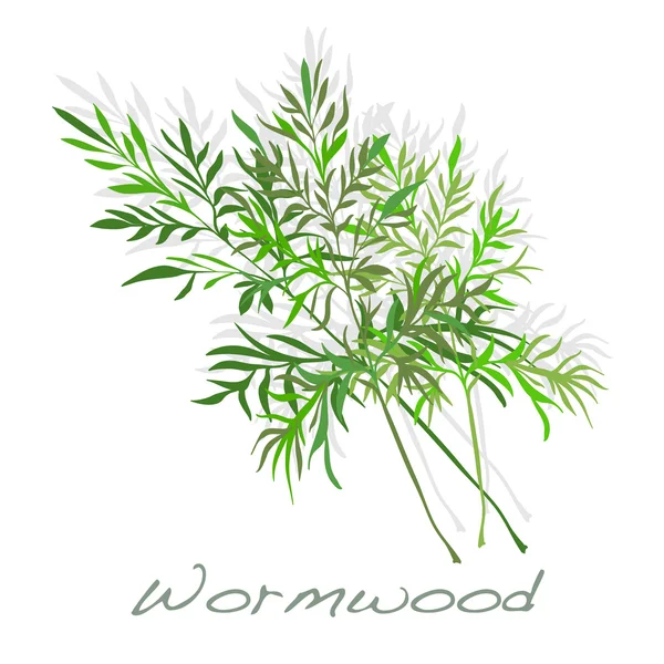 Wormwood Medical Herb. Vetor . —  Vetores de Stock