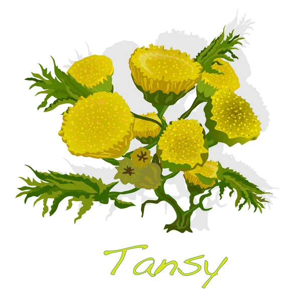Tansy herb vector illustration — Stock Vector