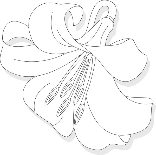 Прекрасна Квітка Лілії Білому Тлі Монохромна Ілюстрація — стоковий вектор