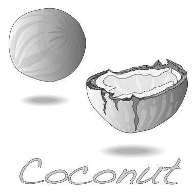 Yarısı beyaz arkaplanlı hindistan cevizinin vektör çizimi.