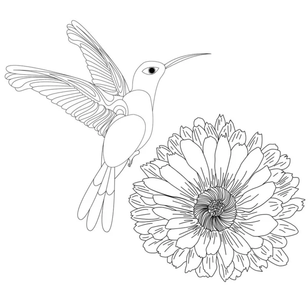 Vector Illustration Hummingbird Colibri Flower Isolated White Background Monochrome Coloring — Stock Vector