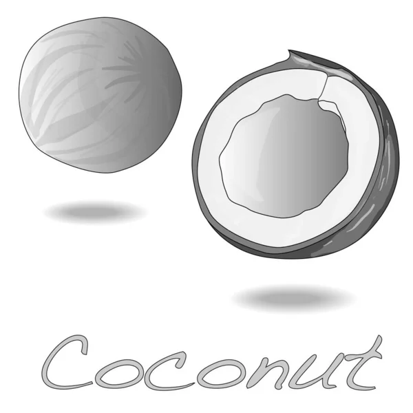 Vektorová Ilustrace Kokosu Polovinou Bílém Pozadí — Stockový vektor
