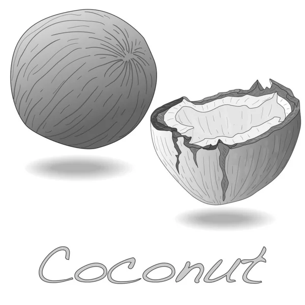 Vector Illustratie Van Kokosnoot Met Helft Witte Achtergrond — Stockvector