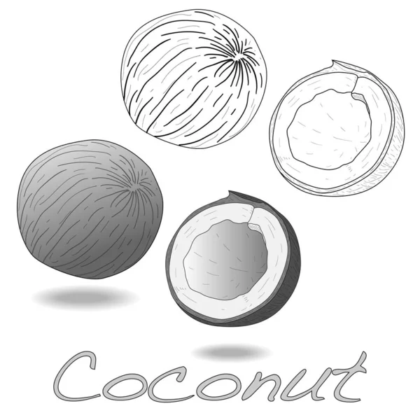 Illustration Vectorielle Noix Coco Avec Moitié Sur Fond Blanc — Image vectorielle