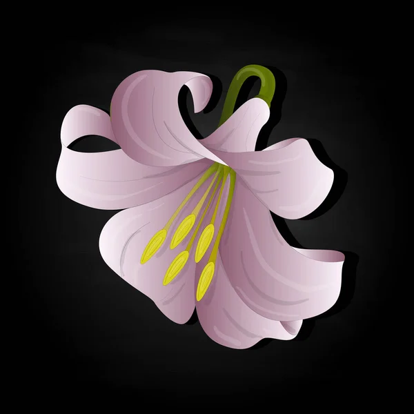 Bellissimo Set Fiori Lily Elementi Floreali Illustrazione Vettoriale Colori — Vettoriale Stock