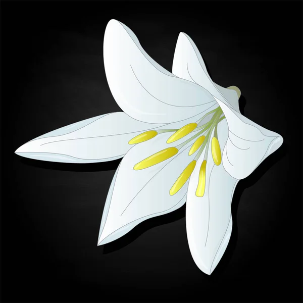 Piękny Zestaw Kwiatów Lily Elementy Kwiatowe Ilustracja Wektora Koloru — Wektor stockowy