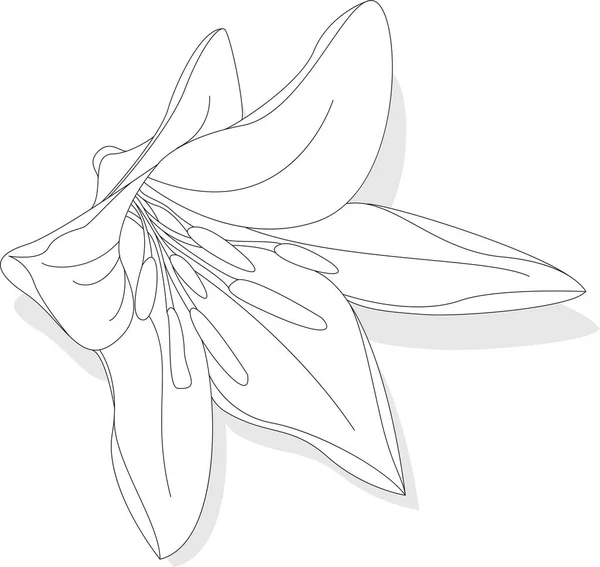 Schöne Lilie Blume Auf Weißem Hintergrund Monochrome Illustration — Stockvektor