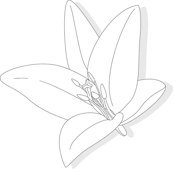 美丽的百合花朵在白色的背景上 单色插图 — 图库矢量图片