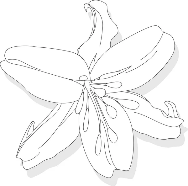 Belle Fleur Lys Sur Fond Blanc Illustration Monochrome — Image vectorielle