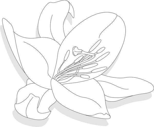Beyaz Arka Planda Güzel Bir Lily Çiçeği Tek Renkli Illüstrasyon — Stok Vektör