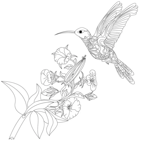 Wektor Ilustracja Kolibri Lub Kolibri Kwiatem Izolowane Białym Tle Monochromatyczne — Wektor stockowy