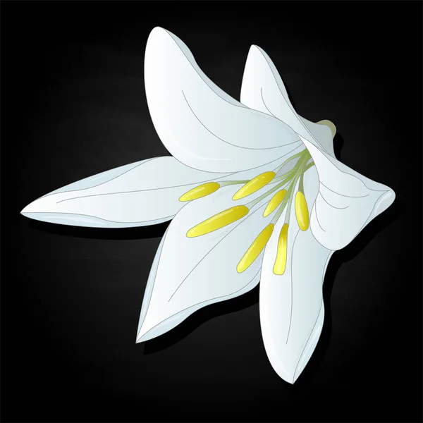 Ramo De Flores De Liriosストックベクター ロイヤリティフリーramo De Flores De Liriosイラスト ページ 7 Depositphotos