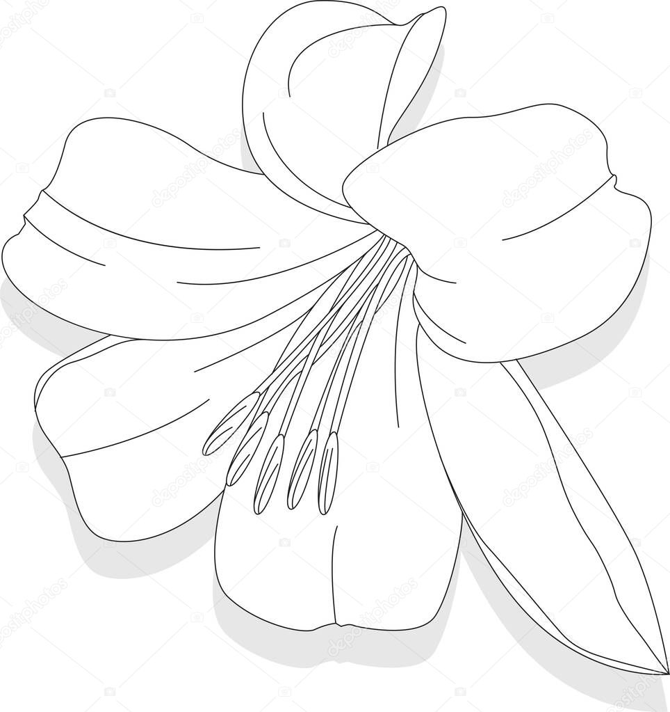 Beautiful Lily flower on white background. Monochrome illustration