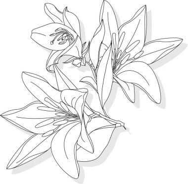 Beyaz arka planda güzel bir Lily çiçeği. Tek renkli illüstrasyon