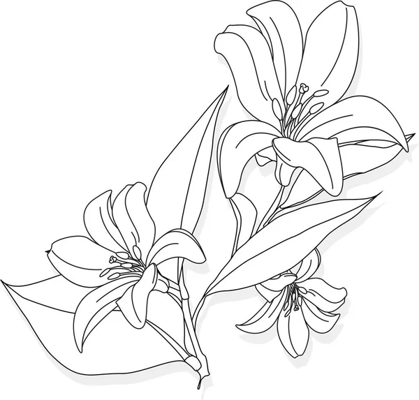 Piękny Kwiat Lily Białym Tle Ilustracja Monochromatyczna — Wektor stockowy