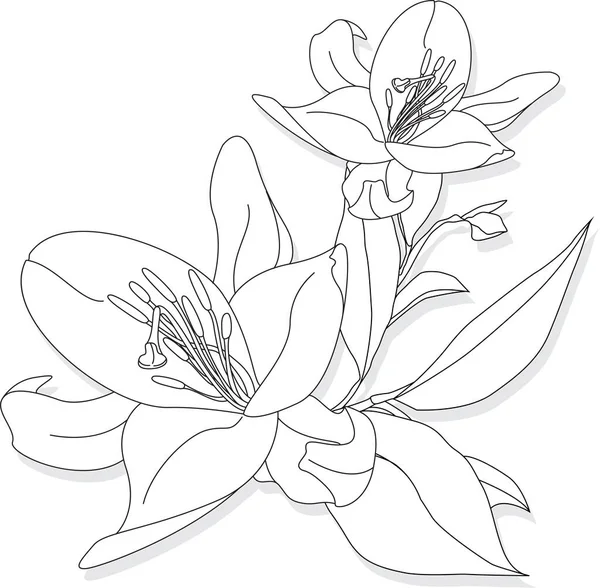 Schöne Lilie Blume Auf Weißem Hintergrund Monochrome Illustration — Stockvektor