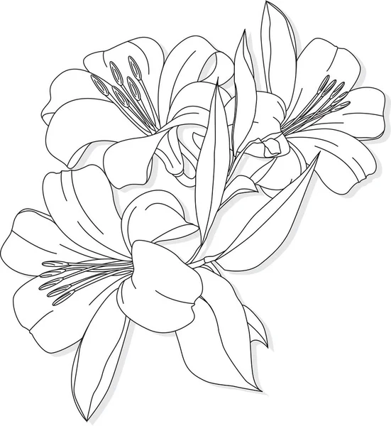 Piękny Kwiat Lily Białym Tle Ilustracja Monochromatyczna — Wektor stockowy