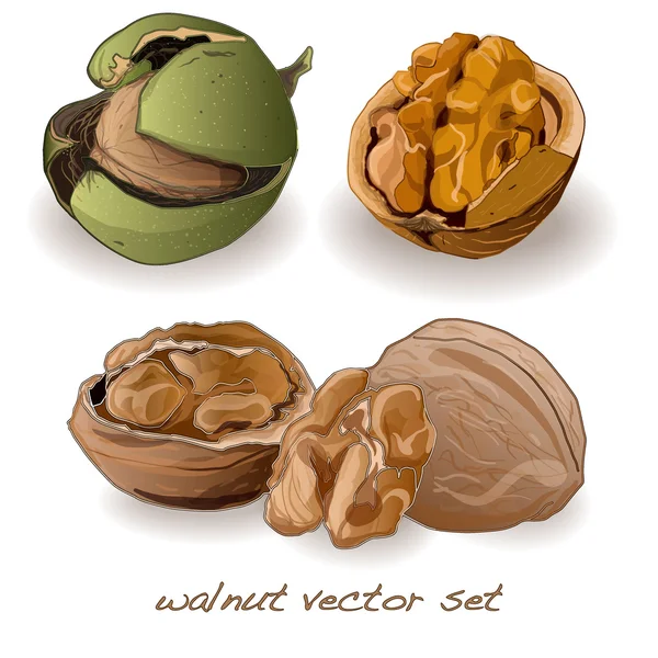 Juego de nueces — Vector de stock