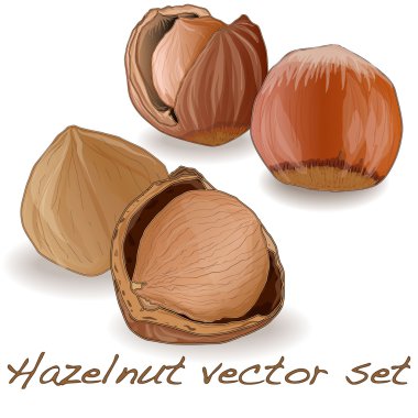 fındık vektör set