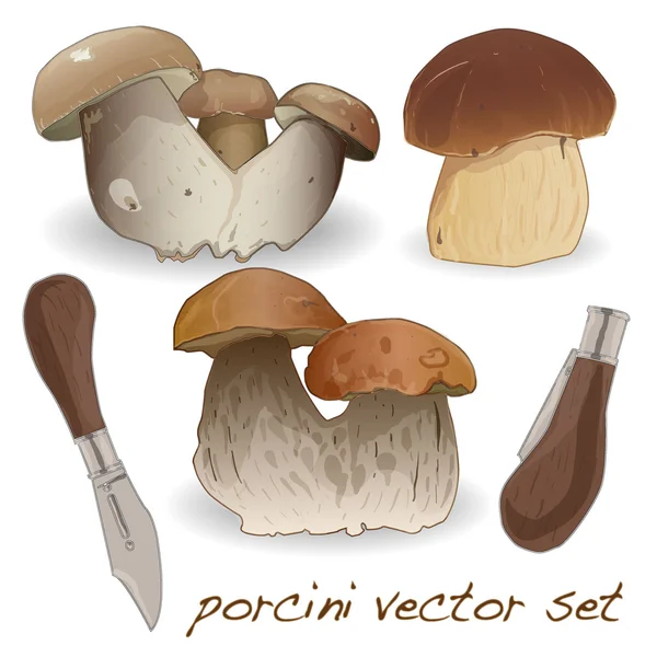 Porcini set — Stock Vector