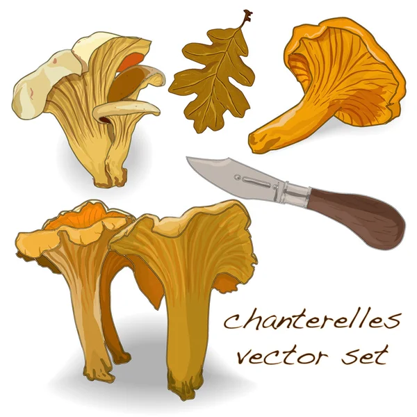 Chanterelles set — Stock Vector