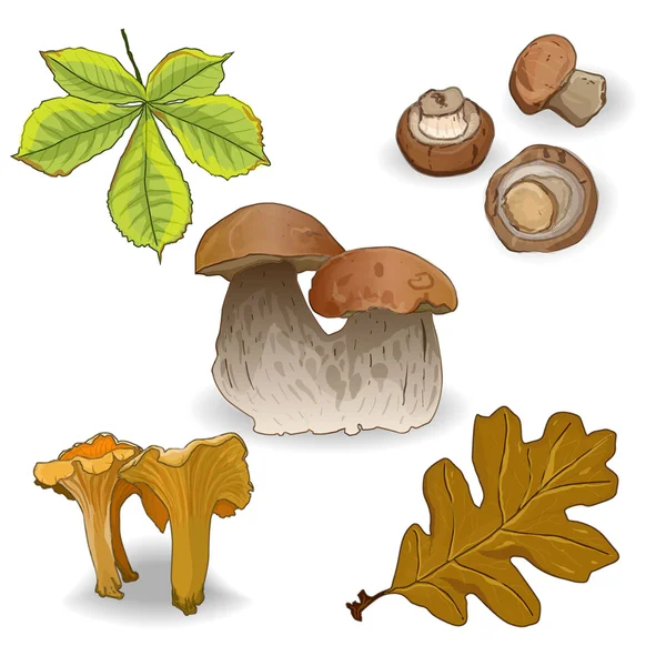 Wild mushrooms — Stock Vector