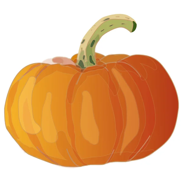 Calabaza — Vector de stock