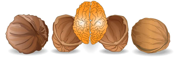 Walnut brain illustration — Stock Vector