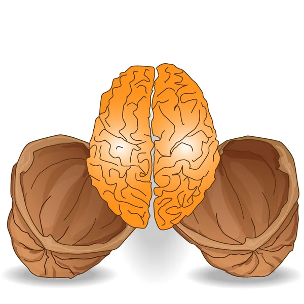 Walnut brain illustration — Stock Vector