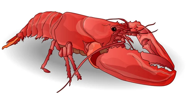 Crayfish dimasak terisolasi - Stok Vektor