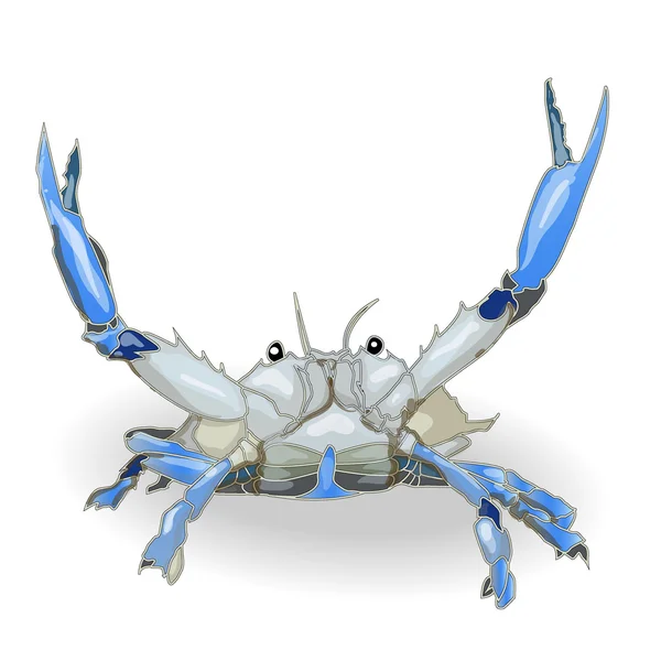 Crabe isolé fond blanc — Image vectorielle