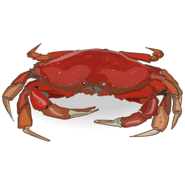 Crabe isolé fond blanc — Image vectorielle