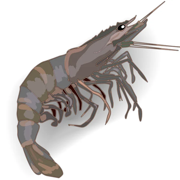 Crevettes isolé fond blanc — Image vectorielle