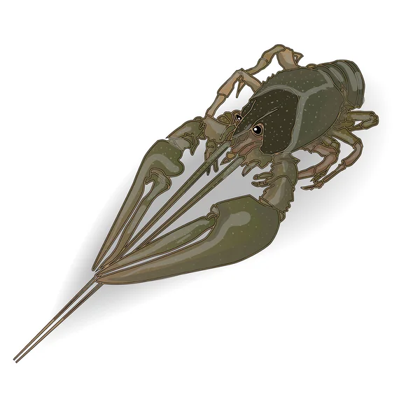 Crayfish hijau terisolasi - Stok Vektor