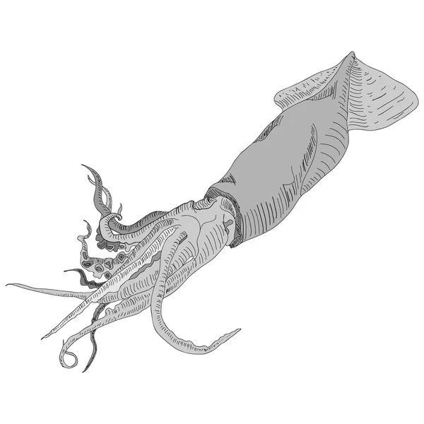 Inktvis, calamary geïsoleerd op witte achtergrond. — Stockvector