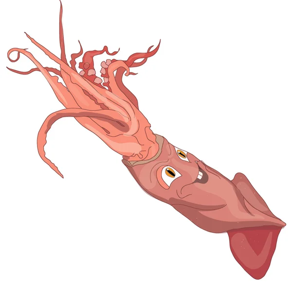 오징어, calamary 흰색 배경에 고립. — 스톡 벡터