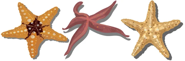 Realistische kleurrijke Starfish Set — Stockvector