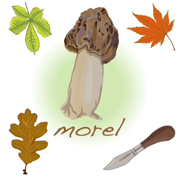 Morel, sárga morel, igaz morel és szivacs morel - ehető mushro — Stock Vector