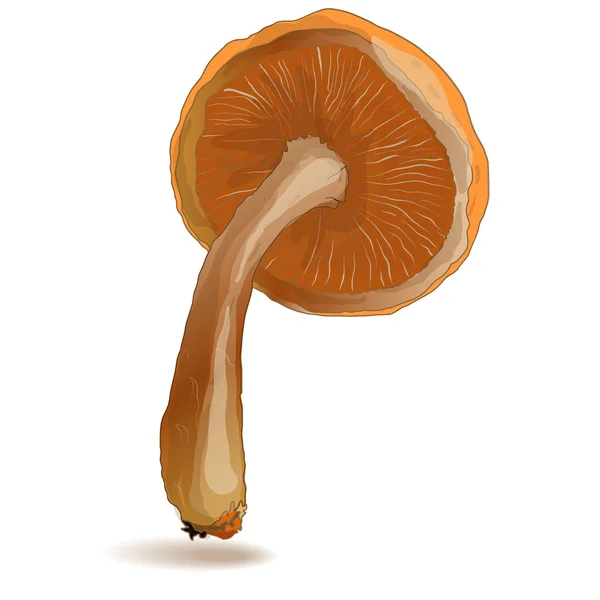 Shiitake gomba vektor — Stock Vector