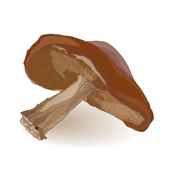 Shiitake mushroom vector — Stock Vector