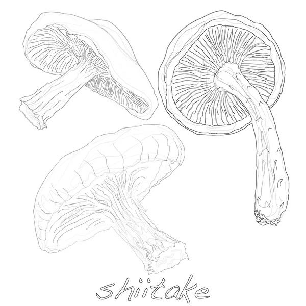 Shiitake mushroom vector — Stock Vector