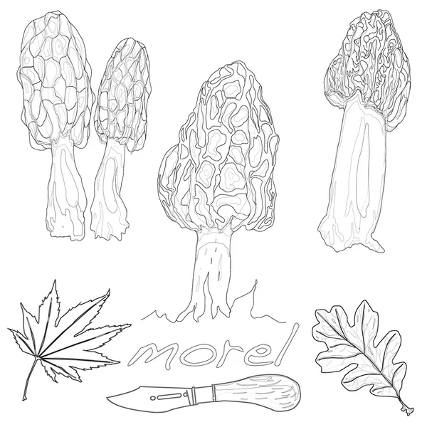 Morel champignon vecteur — Image vectorielle